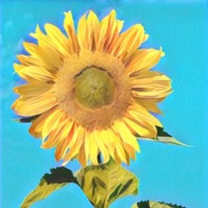 Sunflower – VIDEO