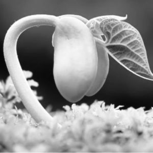 Pins Are Falling – VIDEO